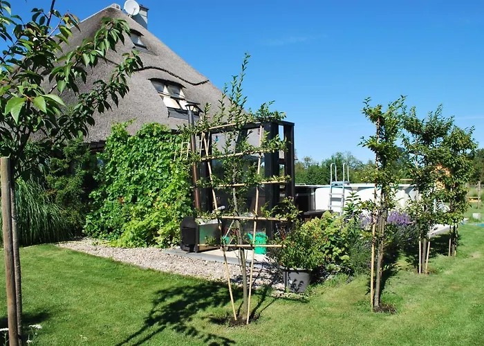 فيلة Mussurhouse